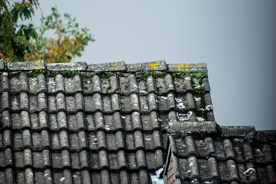 Mousse et lichen sur une toiture en tuiles